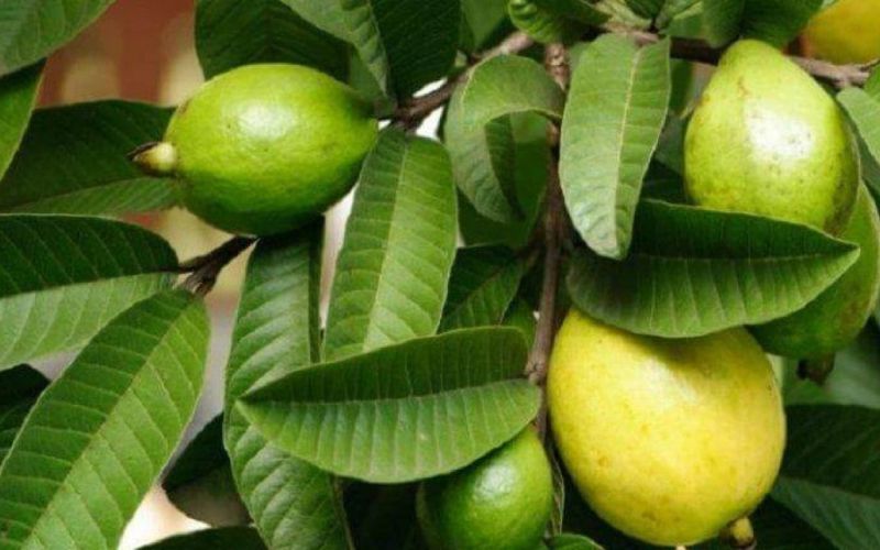 20 Incredible Health Benefits of Guava Leaves